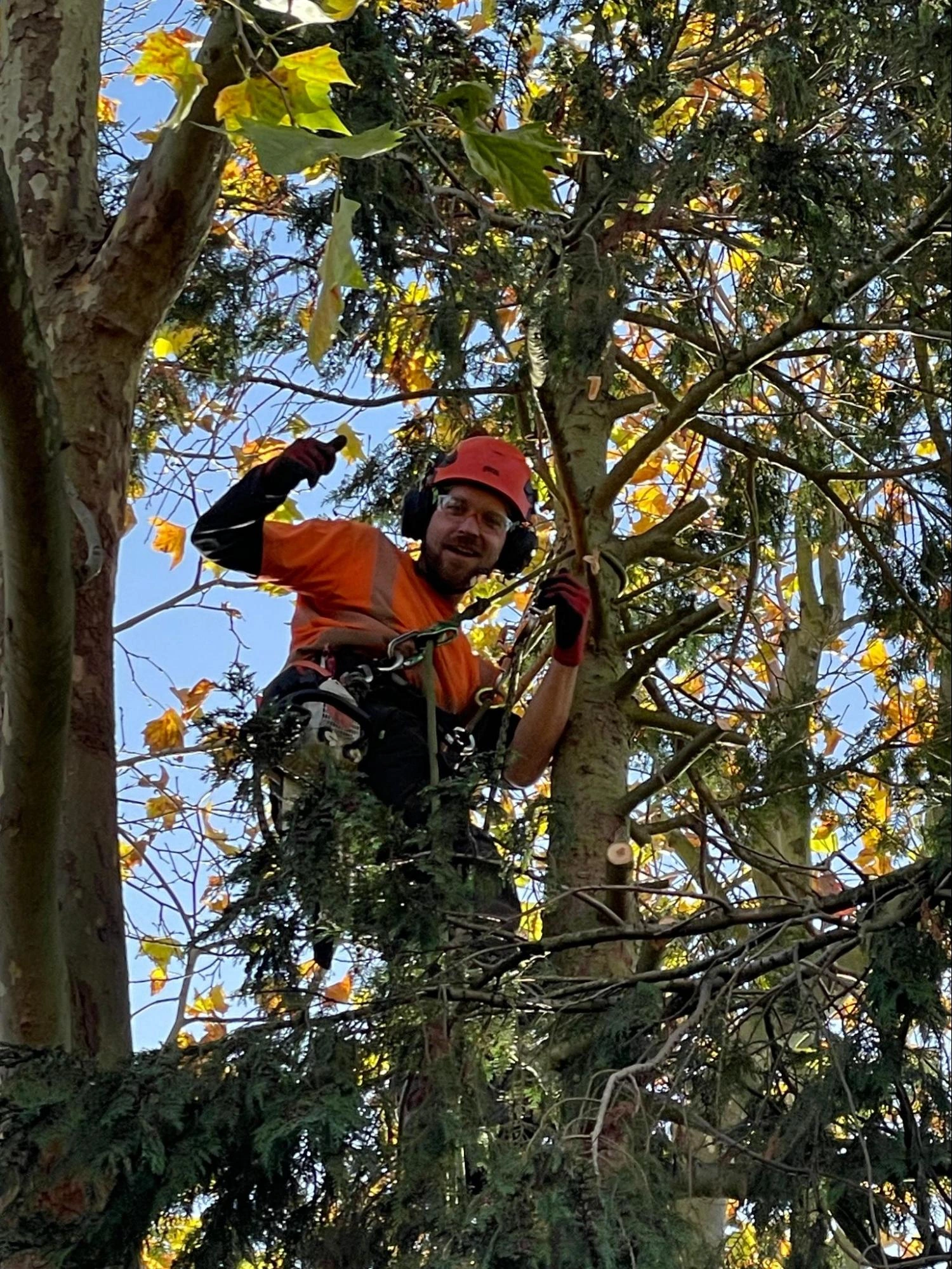 Broxbourne Tree Care Experts